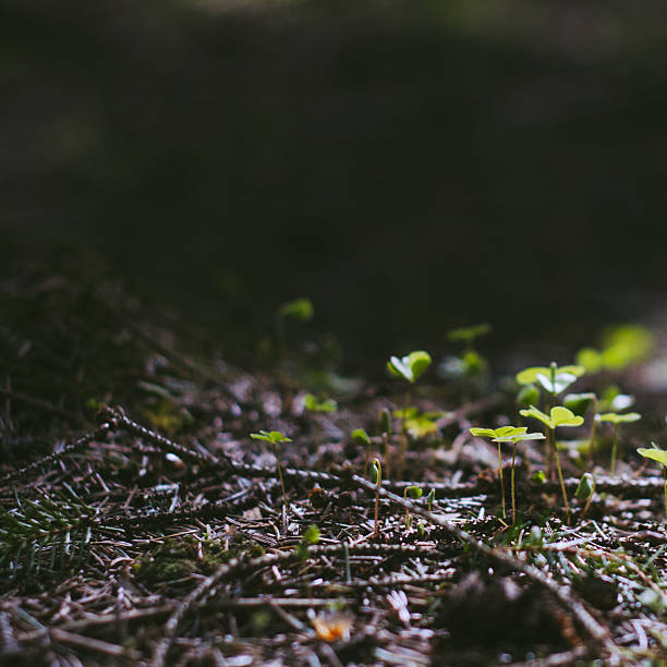 istock Sunny wood sorrels in the forest 503009273