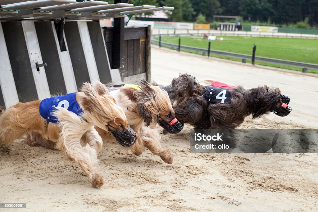 Iniciar greyhounds de carreras - Foto de stock de Caja libre de derechos