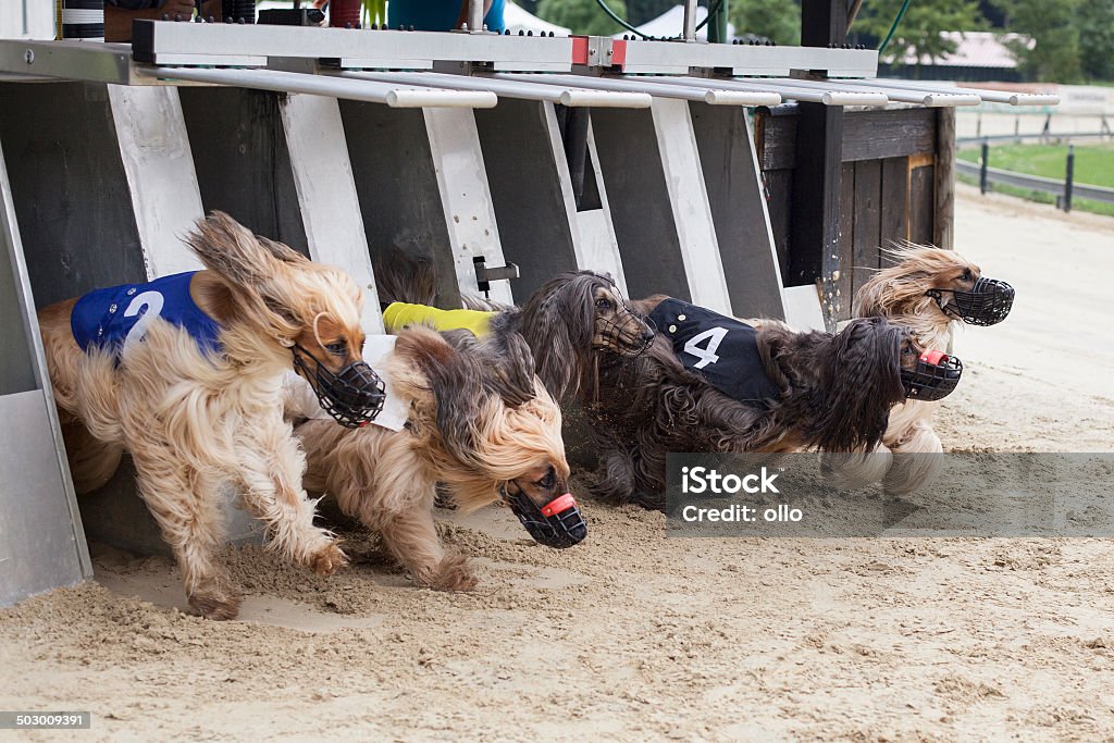 Iniciar greyhounds de carreras - Foto de stock de Correr libre de derechos