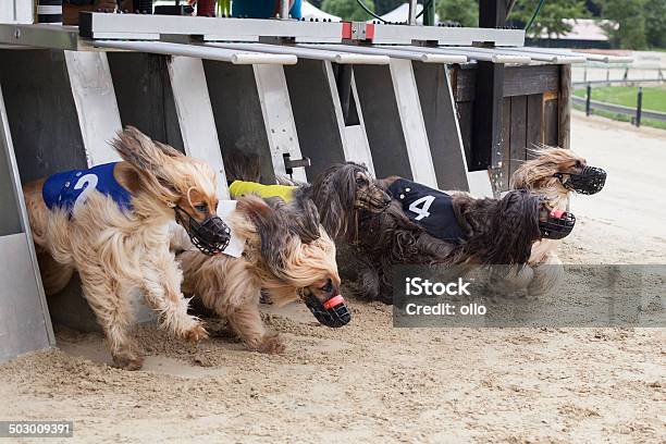 Iniciar Greyhounds De Carreras Foto de stock y más banco de imágenes de Correr - Correr, Línea de salida, Perro