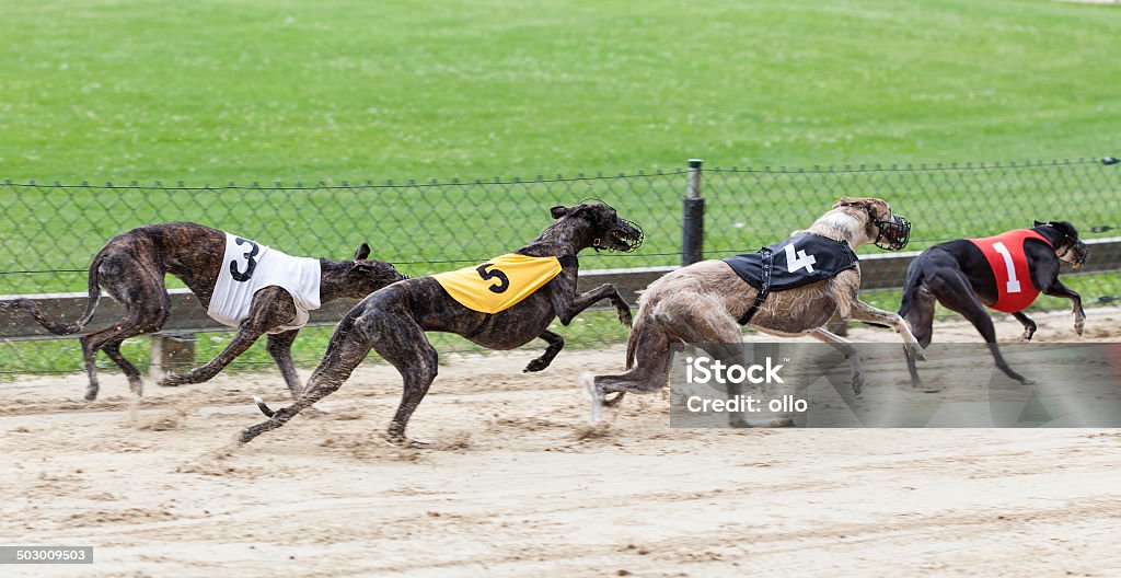 Greyhounds de carreras - Foto de stock de Carreras de galgos libre de derechos