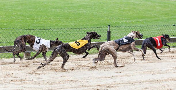 istock Greyhounds on racetrack 503009503