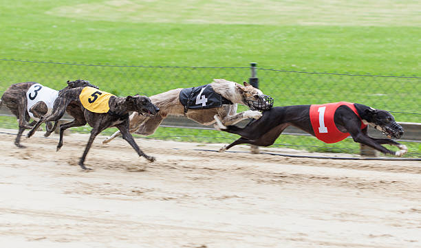 Greyhounds on racetrack Greyhounds on racetrack. Traditional greyhound uniforms - no specific property traceable. Minor motion blur restraint muzzle photos stock pictures, royalty-free photos & images