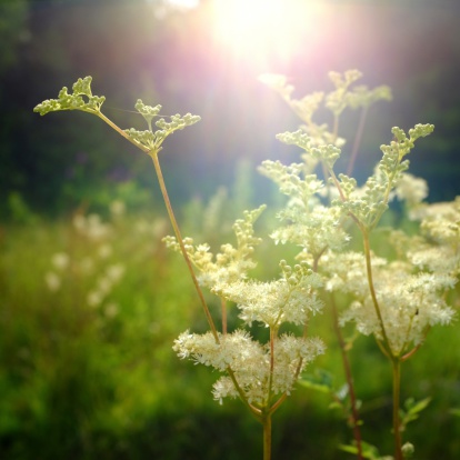 Meadowsweet, Filipendula ulmaria, shot against the light.