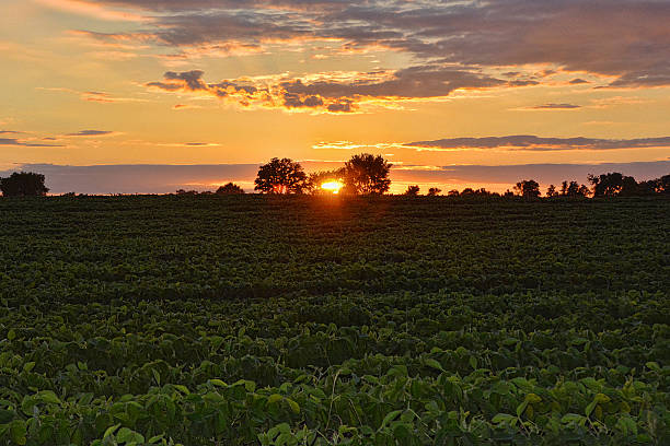 istock Soybean Crop and Sunset 503009987