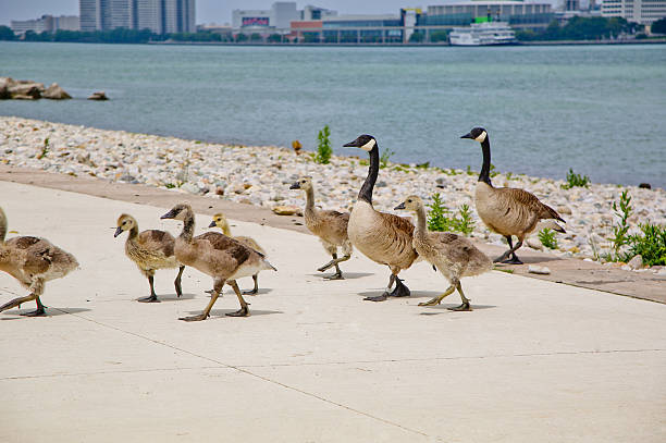 istock Family of Canada Geese Crossing a Pathway 503010087