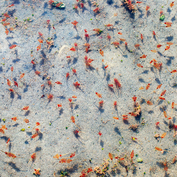 En la superficie del agua del mar muerto con larvae - foto de stock