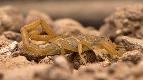 istock Arizona Bark Scorpion Crawling 503010365