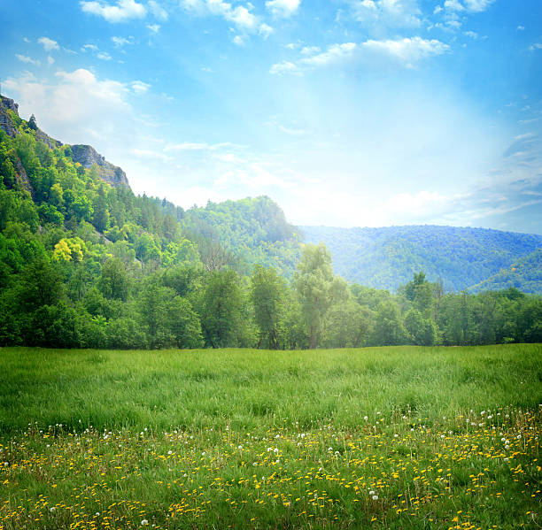 istock Mountain landscape with flowers 503010383