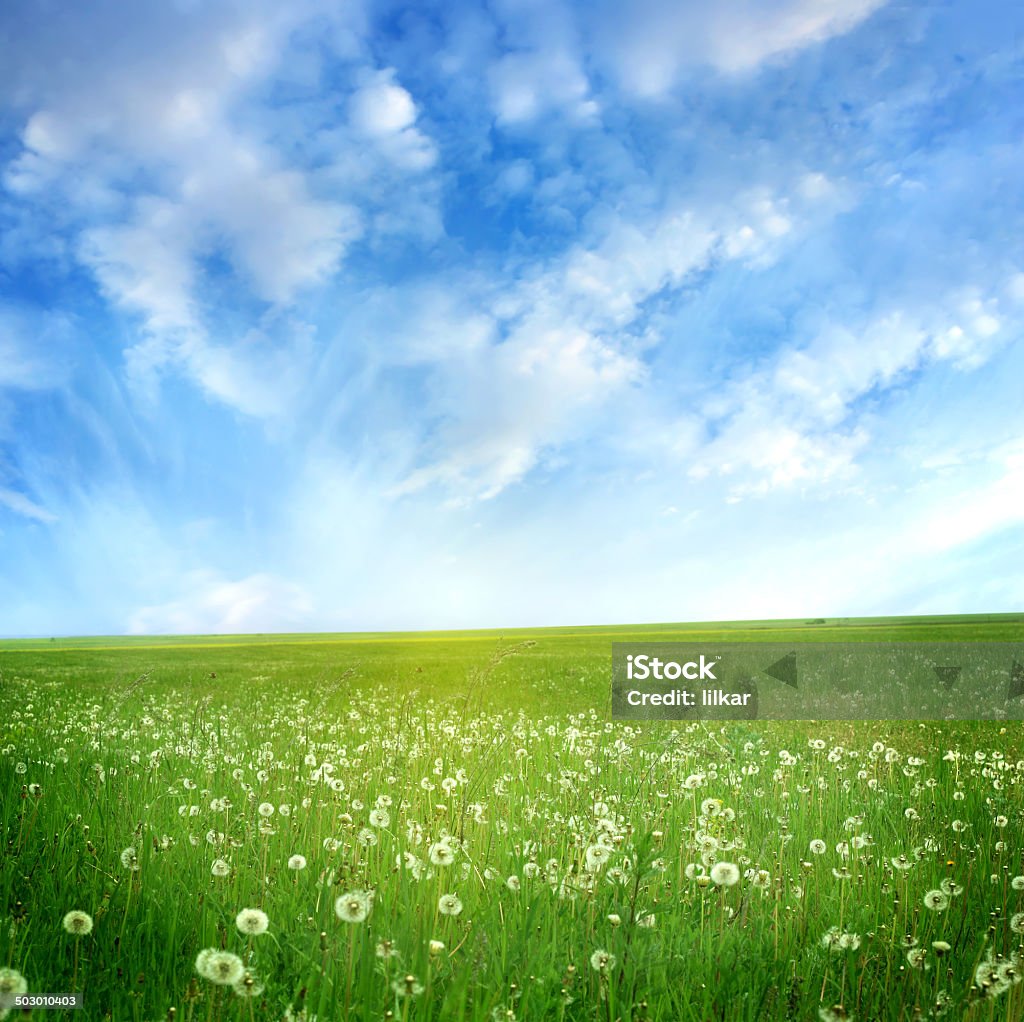 field of dandelions Blue Stock Photo