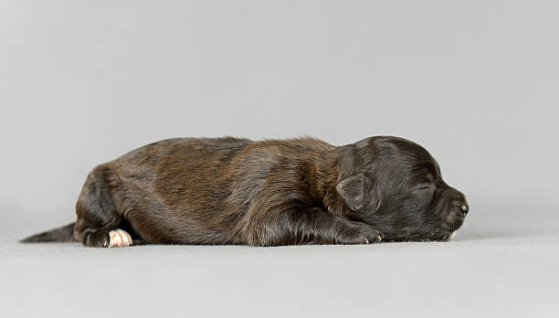 istock Cute pure breed bichon havanese puppy 503011119