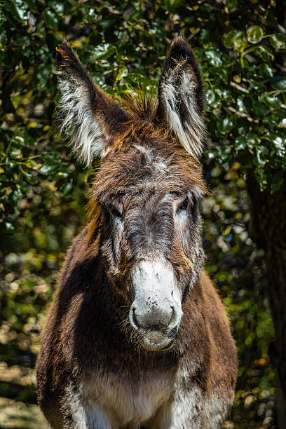 istock Hairy donkey face close-up 503011223