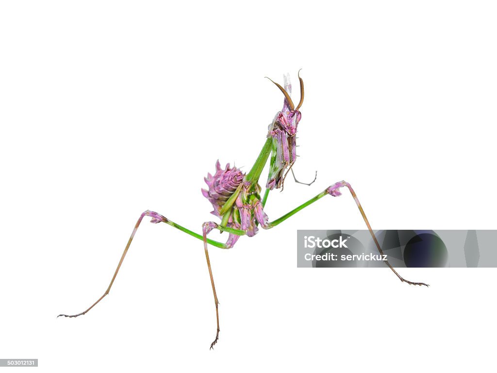 Predatory mantis 곤충, mimicry 색소 - 로열티 프리 가시 스톡 사진