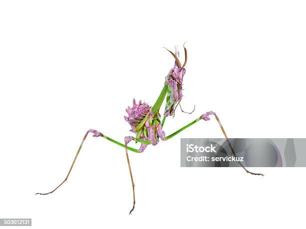 Predatory Mantis 곤충 Mimicry 색소 가시에 대한 스톡 사진 및 기타 이미지 - 가시, 갈고리 발톱, 곤충
