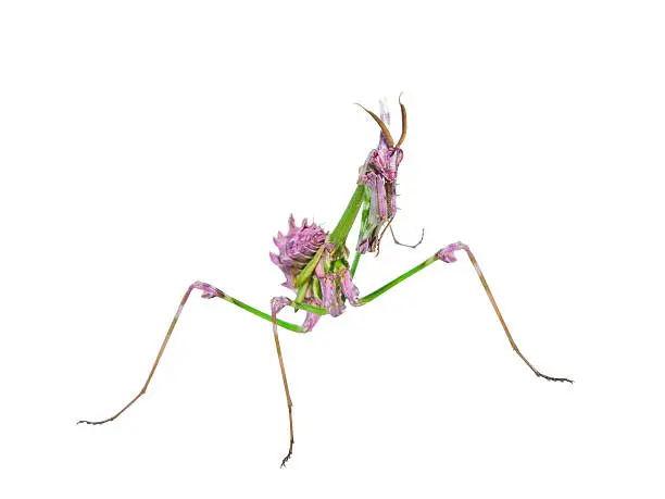 Photo of Predatory mantis insect with mimicry coloration