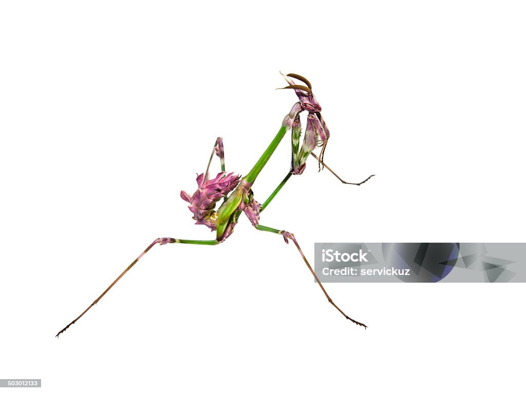 Mantide insetto con colorazione corteggiamento - Foto stock royalty-free di Affilato