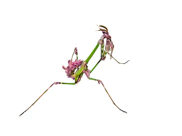 Photo of Mantis insect with courtship coloration