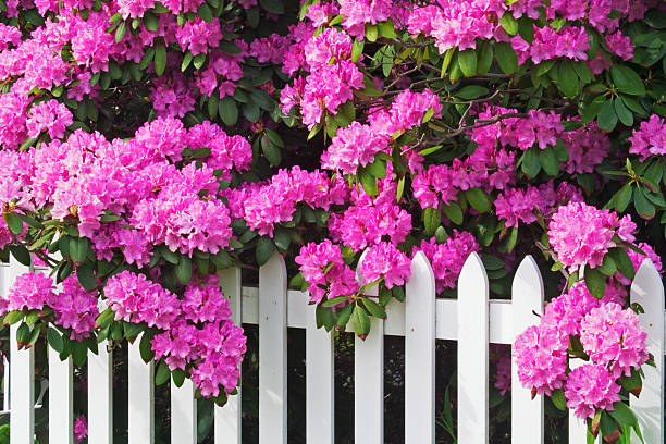 Rhododendrons and Picket Fence Rhododendrons and Picket Fence in the Smoky Mountains National Park, Tennessee, USA rhododendron stock pictures, royalty-free photos & images