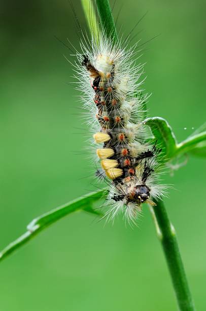 istock Orgya antiqua, caterpillar 503013001