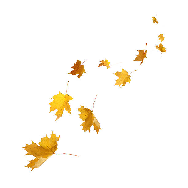 istock Isolated Autumn Leaves 503013515
