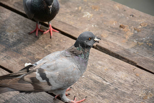 istock pigeons stand on wood floor ,Thailand 503013683