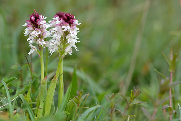 Burnt-tip orchid (Orchis ustulata) in flower A beautiful and rare orchid (family Orchidaceae) growing in some abundance in Wiltshire, UK. orchis ustulata stock pictures, royalty-free photos & images