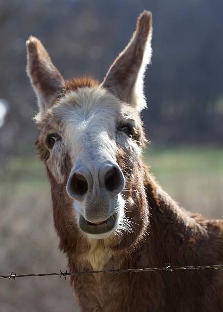 Mule or Donkey or just a Jackass? stock photo