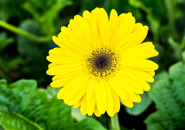 istock gerbera flower in chiangmai Thailand 503016380