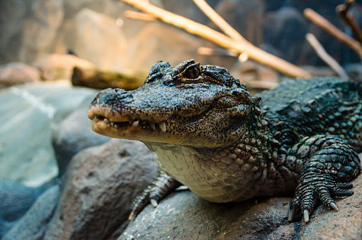 Chinese Alligator Close up