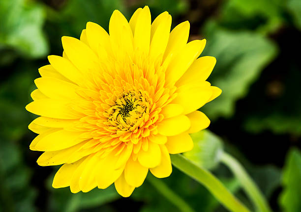 gerbera flower in chiangmai Thailand