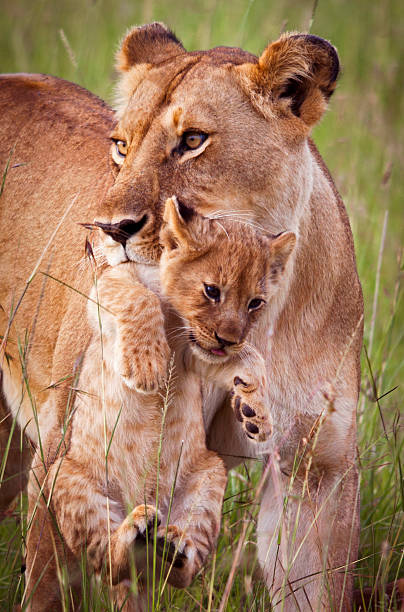 istock Lioness carrying cub 503016660