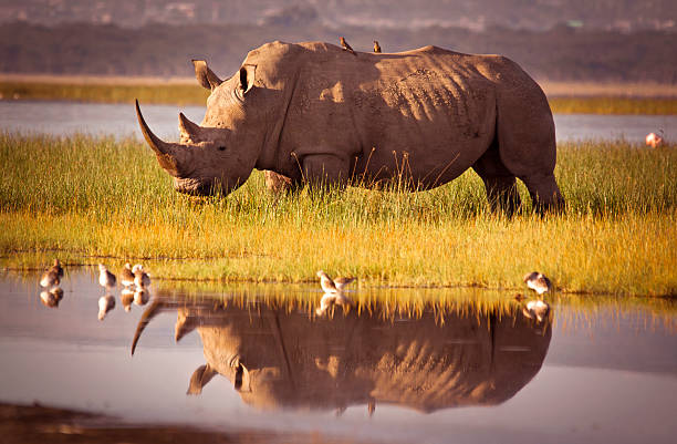 rhino réflexion - rhinocéros photos et images de collection