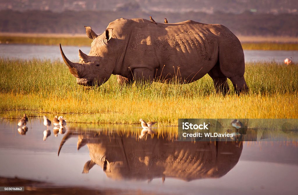 Rhino Reflection Rhinoceros Stock Photo