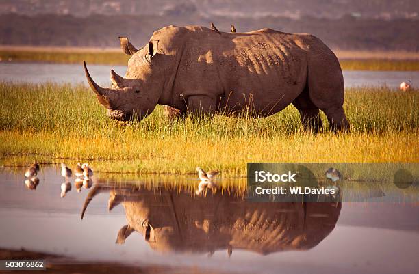 Rhino Reflection Stock Photo - Download Image Now - Rhinoceros, Kenya, Africa