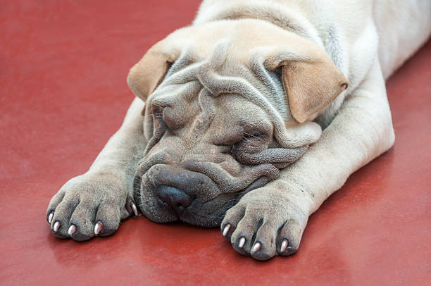 A Cute Chinese Shar Pei Puppy