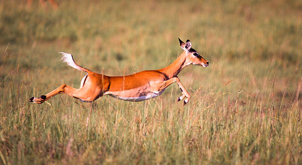 Sprinting Impala Female impala in full flight - Masai Mara, Kenya impala stock pictures, royalty-free photos & images