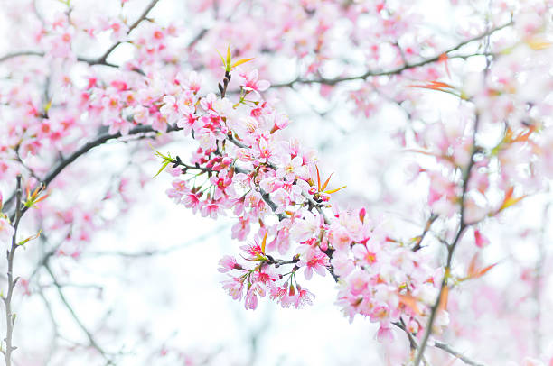 istock Wild Himalayan Cherry, Cherry,Sour cherry,Sakura or Cherry Blossom flower 503017430