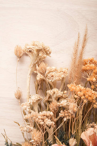 istock Vase of dried flowers 503017524