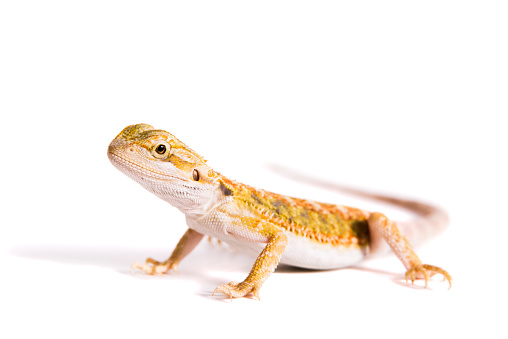 Stock photo of a juvenile female bearded dragon isolated on a white background.