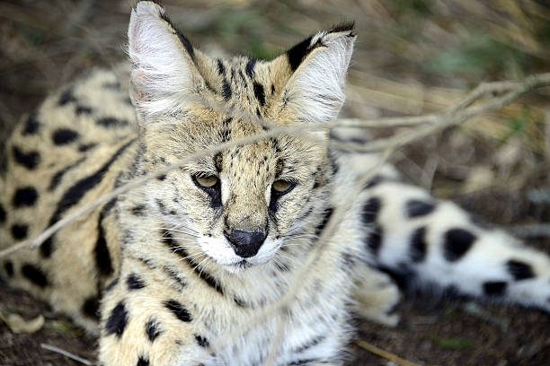 istock Serval, Hluhluwe, South Africa 503017924