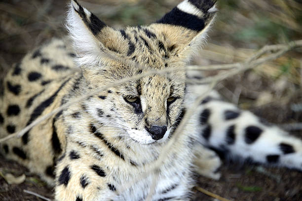 istock Serval, Hluhluwe, South Africa 503019046