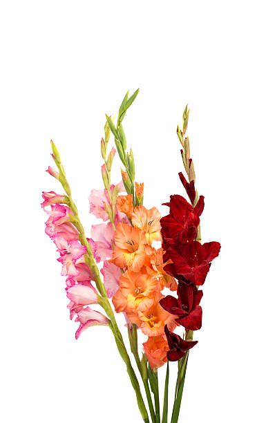 istock bouquet of gladiolus 503019270