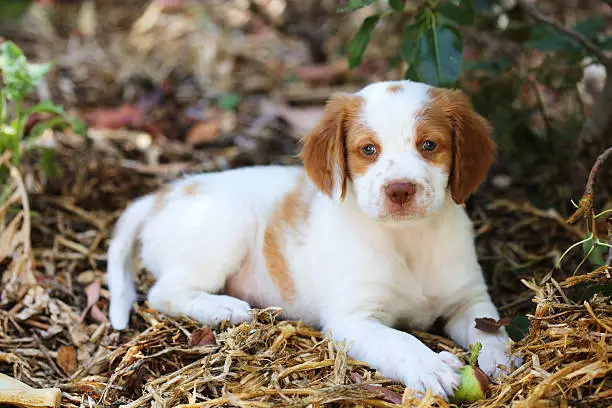 very cute 7.5 week old Brittany puppy