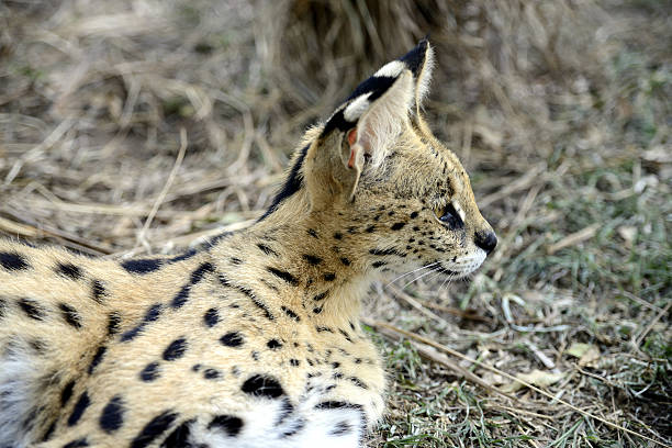 istock Serval, Hluhluwe, South Africa 503021734