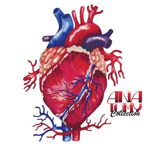 watercolor kolekcja-serca anatomia - heart shape human vein love human artery stock illustrations