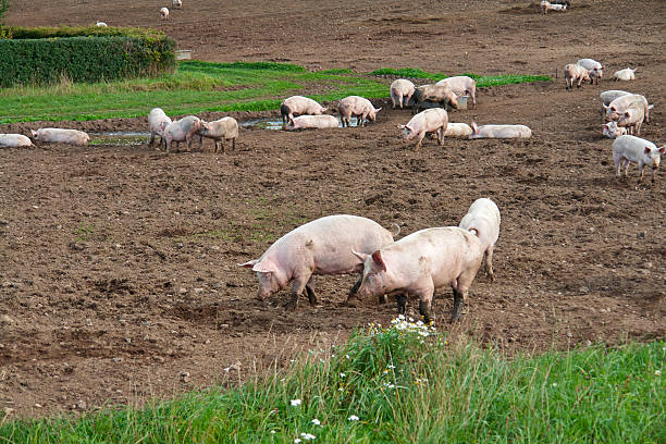 Free range pigs grazing stock photo