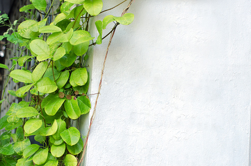 White cement wall and green leaf on left side.