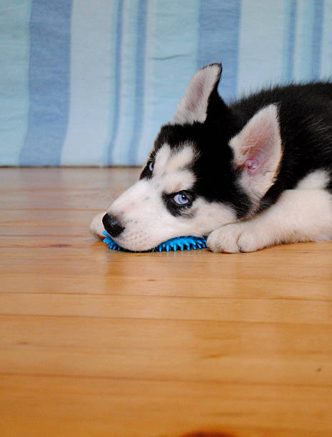 istock Husky blue-eye puppy with a toy 503023683