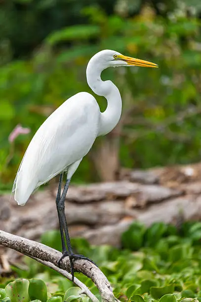 Photo of great egret