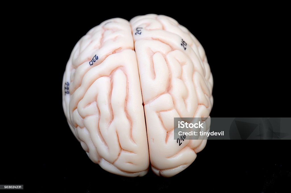 human brain human brain anatomyhuman brain anatomyhuman brain anatomy Anatomy Stock Photo